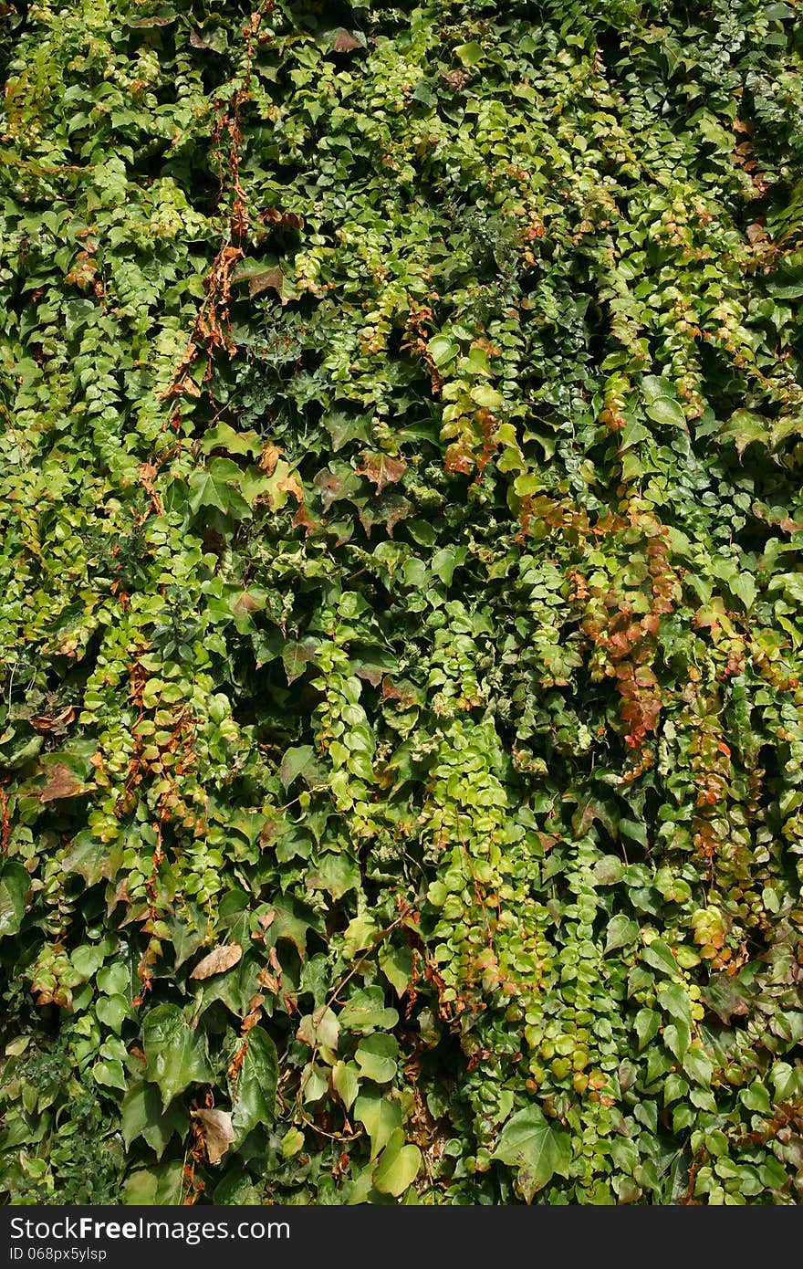 Green Ivy Background