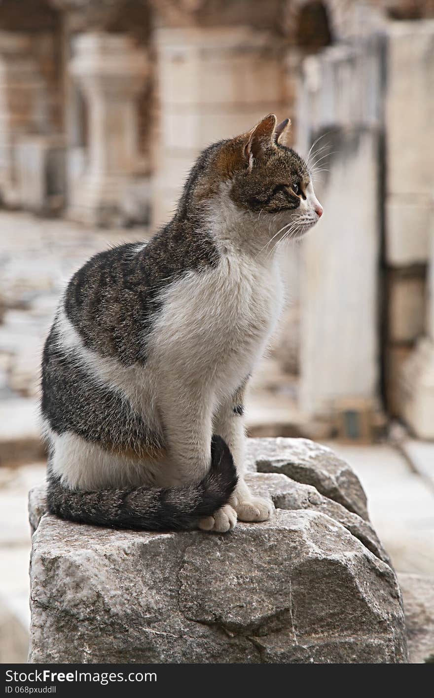 Cat In Ephesus