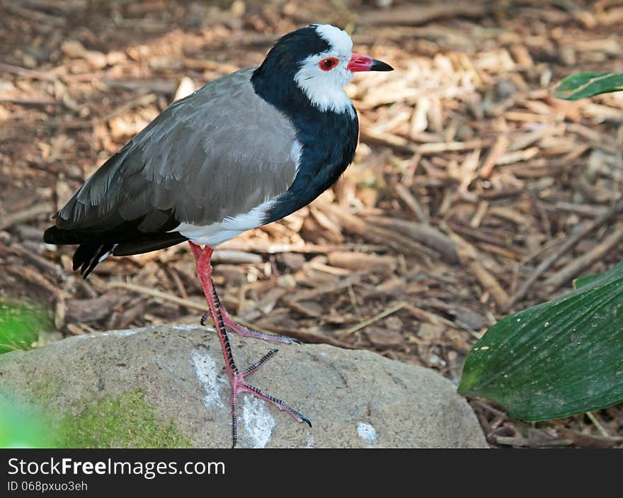 African Long Towed Lapwing Bird Standing On Rock. African Long Towed Lapwing Bird Standing On Rock