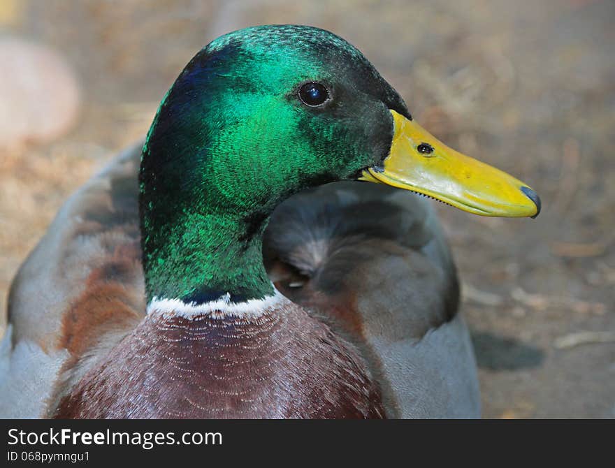 Male Mallard Duck Close Up. Male Mallard Duck Close Up