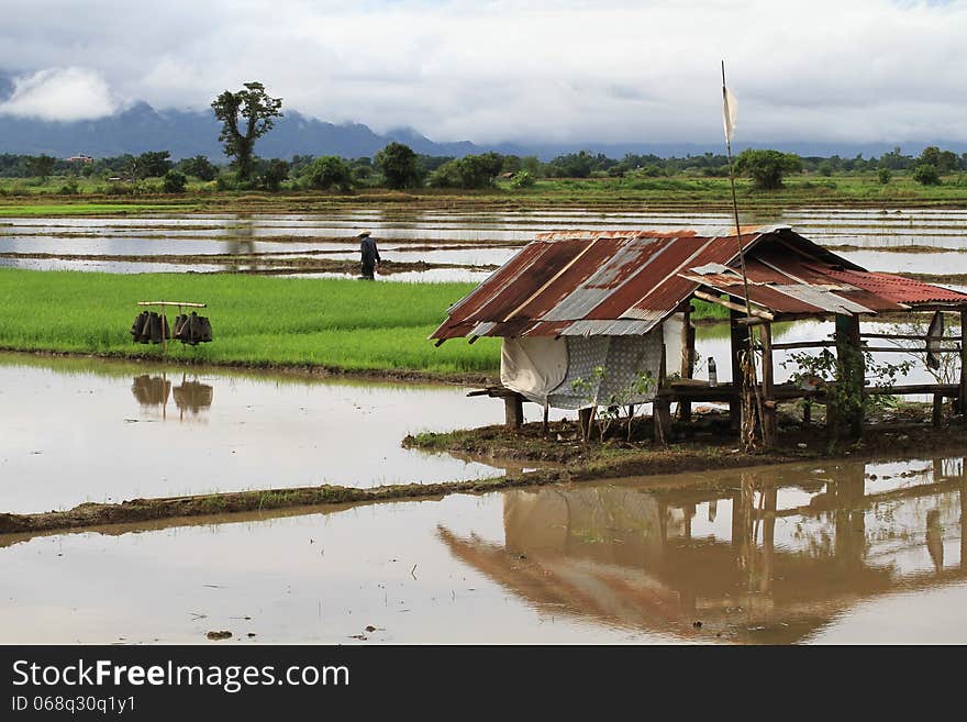 Rice field in rain season