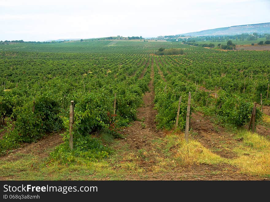 Vineyard and hills in cloudy summer morning in Crimea. Vineyard and hills in cloudy summer morning in Crimea