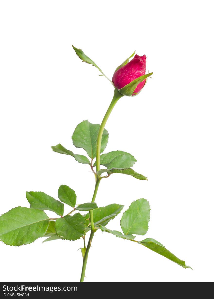 Rose bud isolated on white background