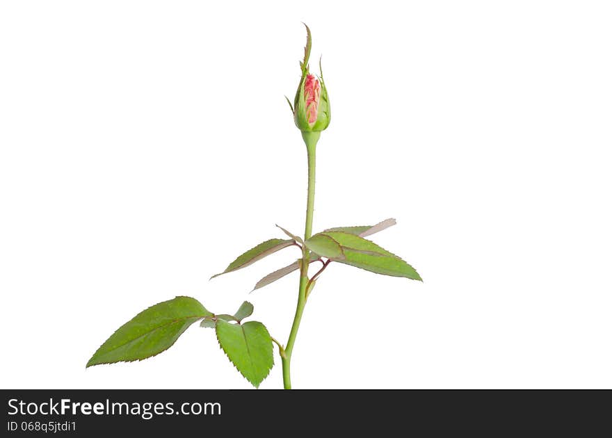 Rose bud isolated on white background