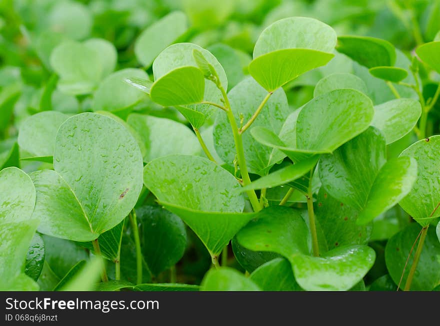 Beach morning glory is the herb can cure jellyfish poisoning