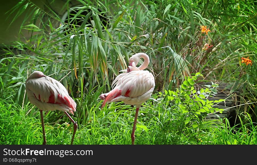 Flamingo Cleans Her Feathers