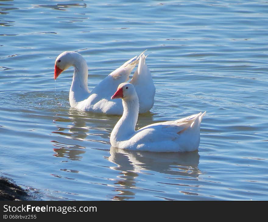 Home white geese all summer live on rustic lake. Home white geese all summer live on rustic lake