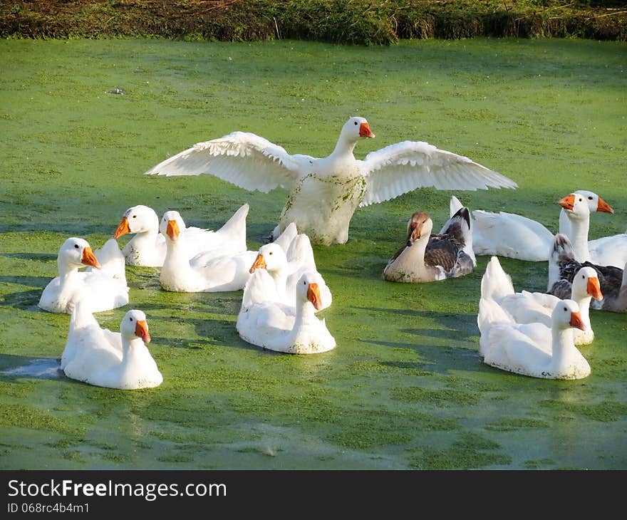 Home white geese all summer live on rustic lake. Home white geese all summer live on rustic lake