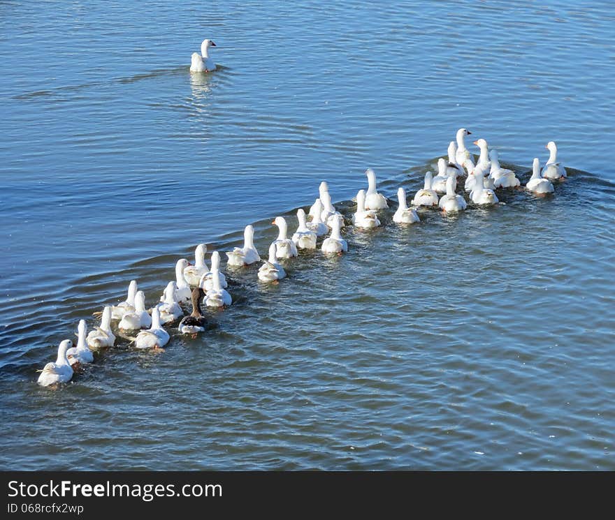 Home white geese all summer live on rustic lake. Home white geese all summer live on rustic lake