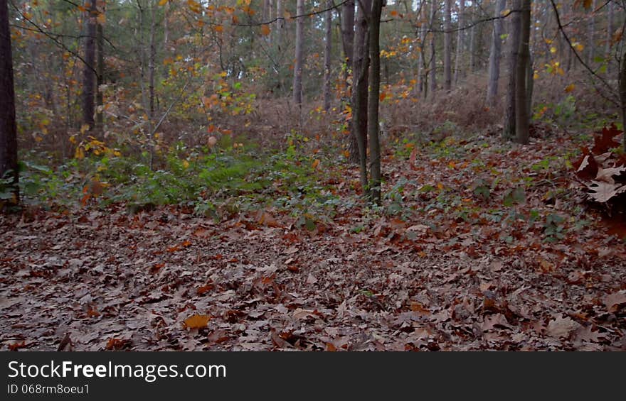 Kids throwing leaves