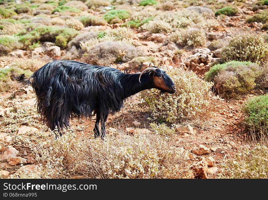 Wild mountain goat among dried grass on the Crete island, Greece