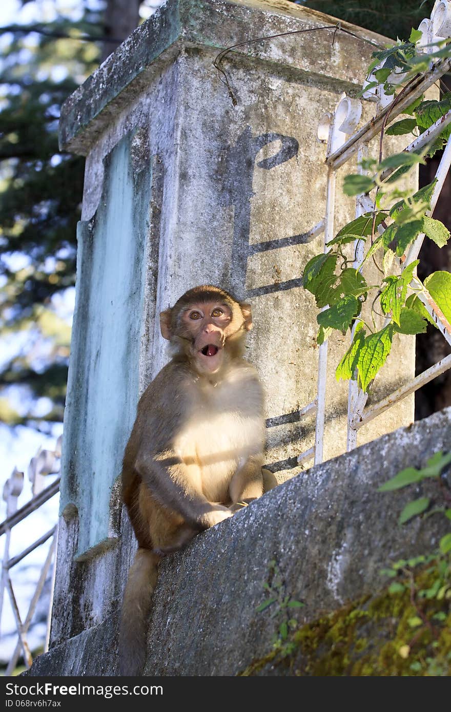 Young monkey looking with interest in my camera. Young monkey looking with interest in my camera.