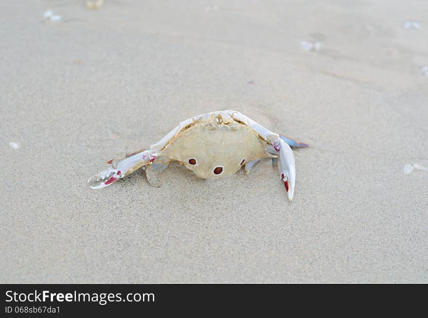 Dead Crab On The Beach