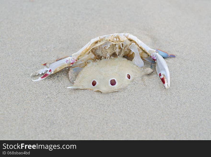 Dead crab on the patong beach, Thailand. Dead crab on the patong beach, Thailand