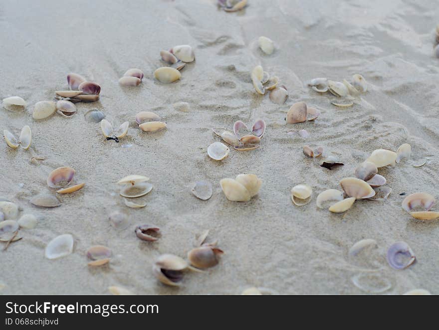 Wet beach sand with seashells background