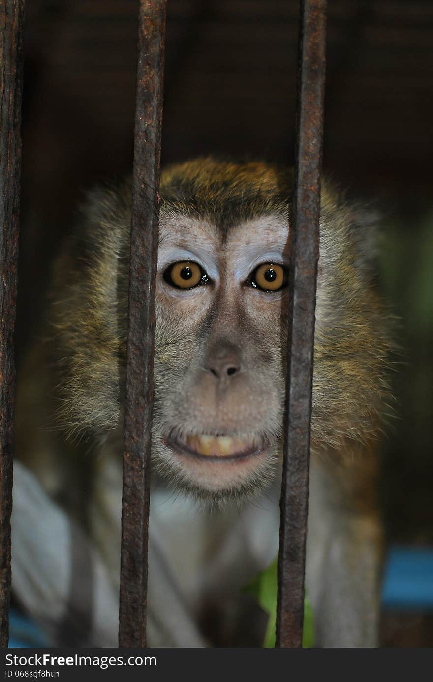 Monkey In A Cage