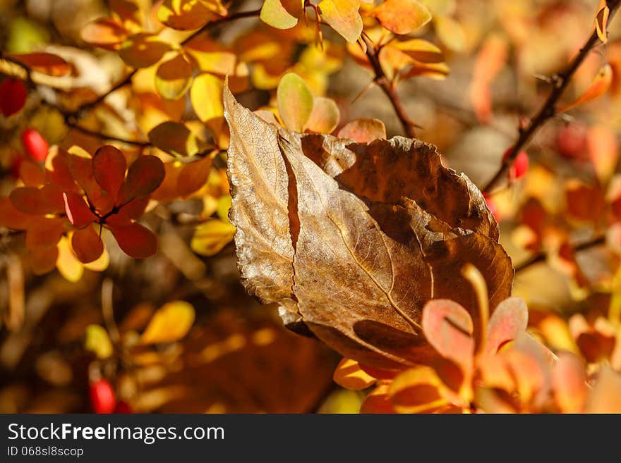 Fading autumn leaves close-up shot