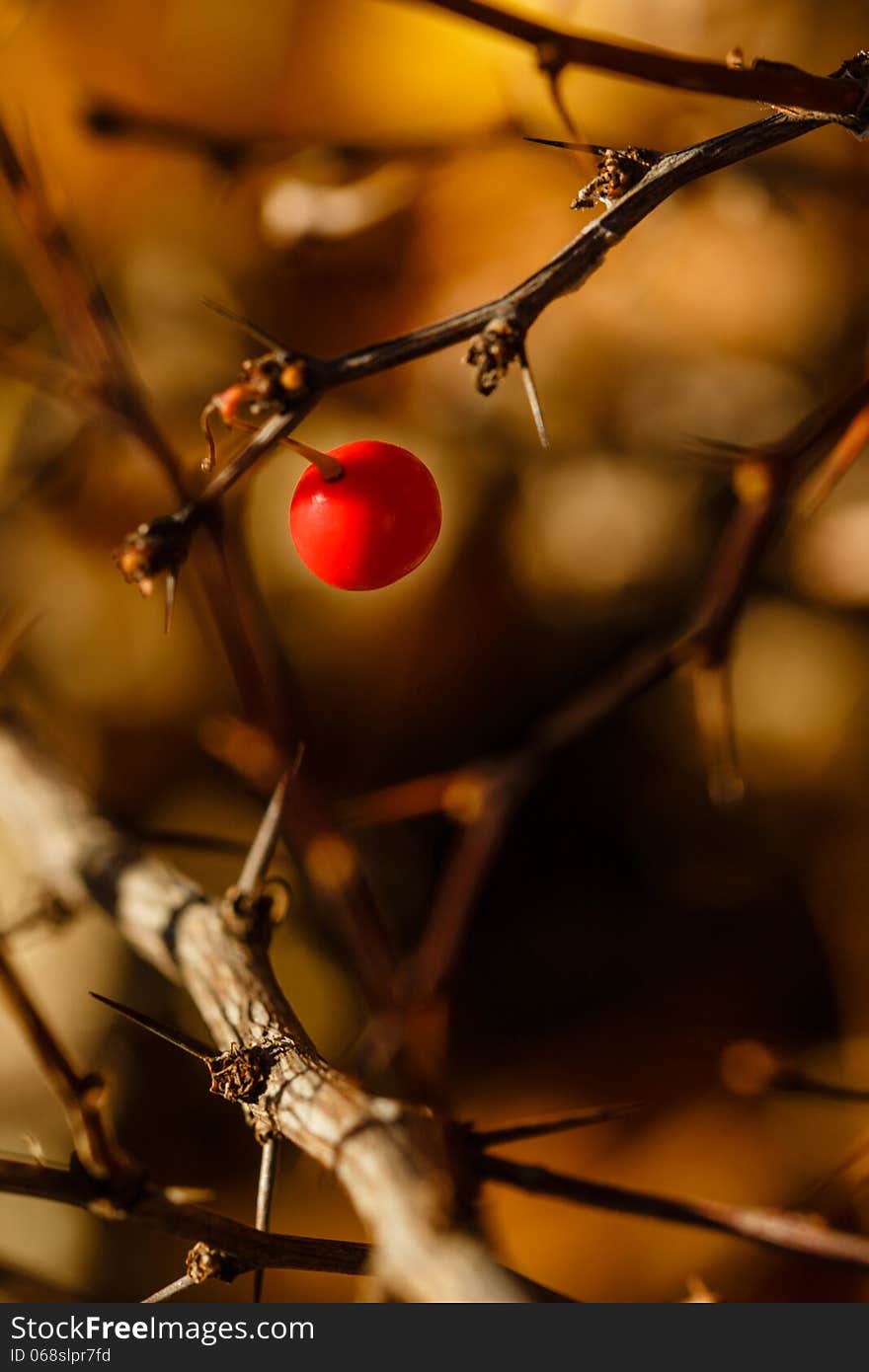 Berries and thorns