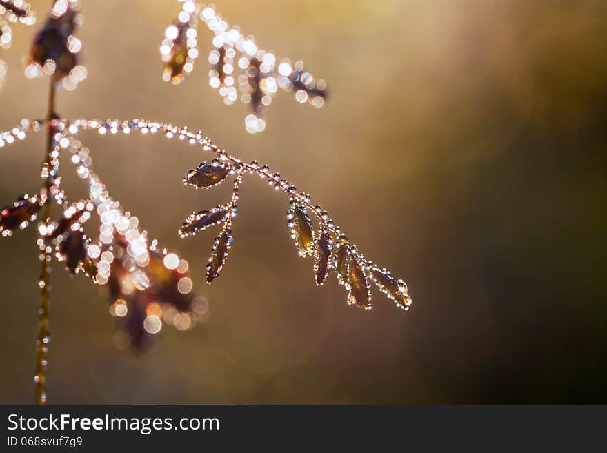 The grass with drops of dew glints in the sun. The grass with drops of dew glints in the sun