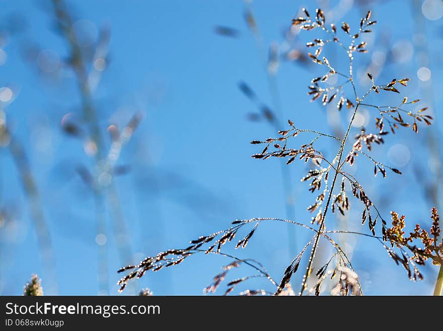 The grass with drops of dew glints in the sun