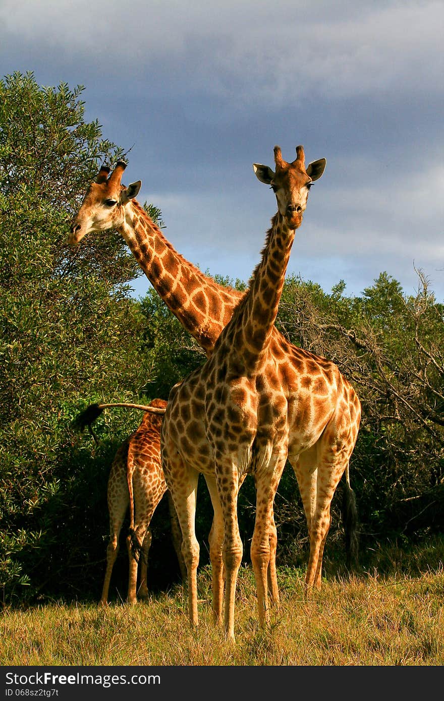 Two giraffe browsing trees in the Eastern Cape region of South Africa on a sunny day.