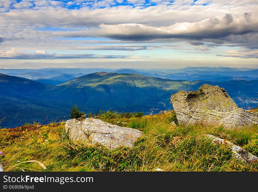 Conifer forest on a high mountain slope