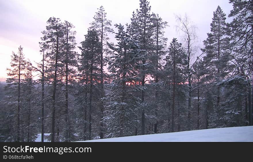 Camera zooms pine branches, which can be seen through the cold northern sun barely risen above the horizon. Twilight. Lapland. Camera zooms pine branches, which can be seen through the cold northern sun barely risen above the horizon. Twilight. Lapland