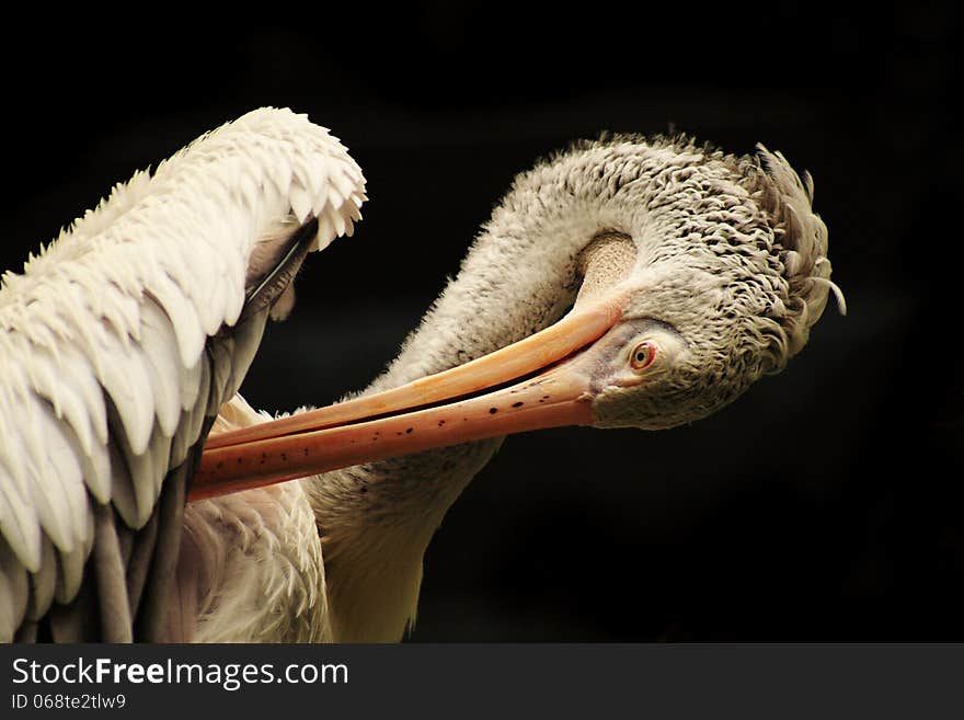 Pelicans are are characterised by a long beak and large throat pouch used in catching prey and draining water from the scooped up contents before swallowing. Pelicans are are characterised by a long beak and large throat pouch used in catching prey and draining water from the scooped up contents before swallowing.