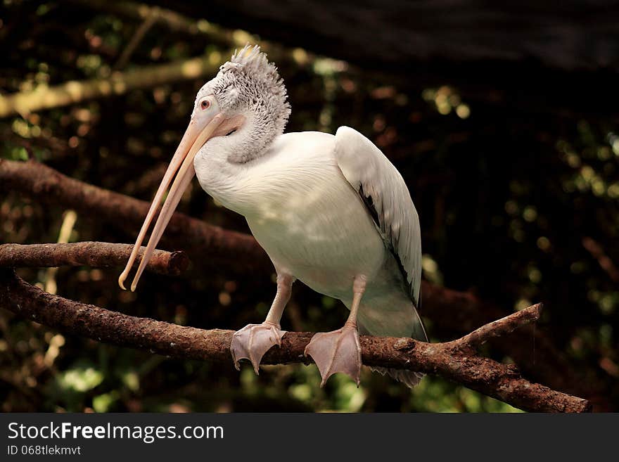 Pelicans are are characterised by a long beak and large throat pouch used in catching prey and draining water from the scooped up contents before swallowing. Pelicans are are characterised by a long beak and large throat pouch used in catching prey and draining water from the scooped up contents before swallowing.