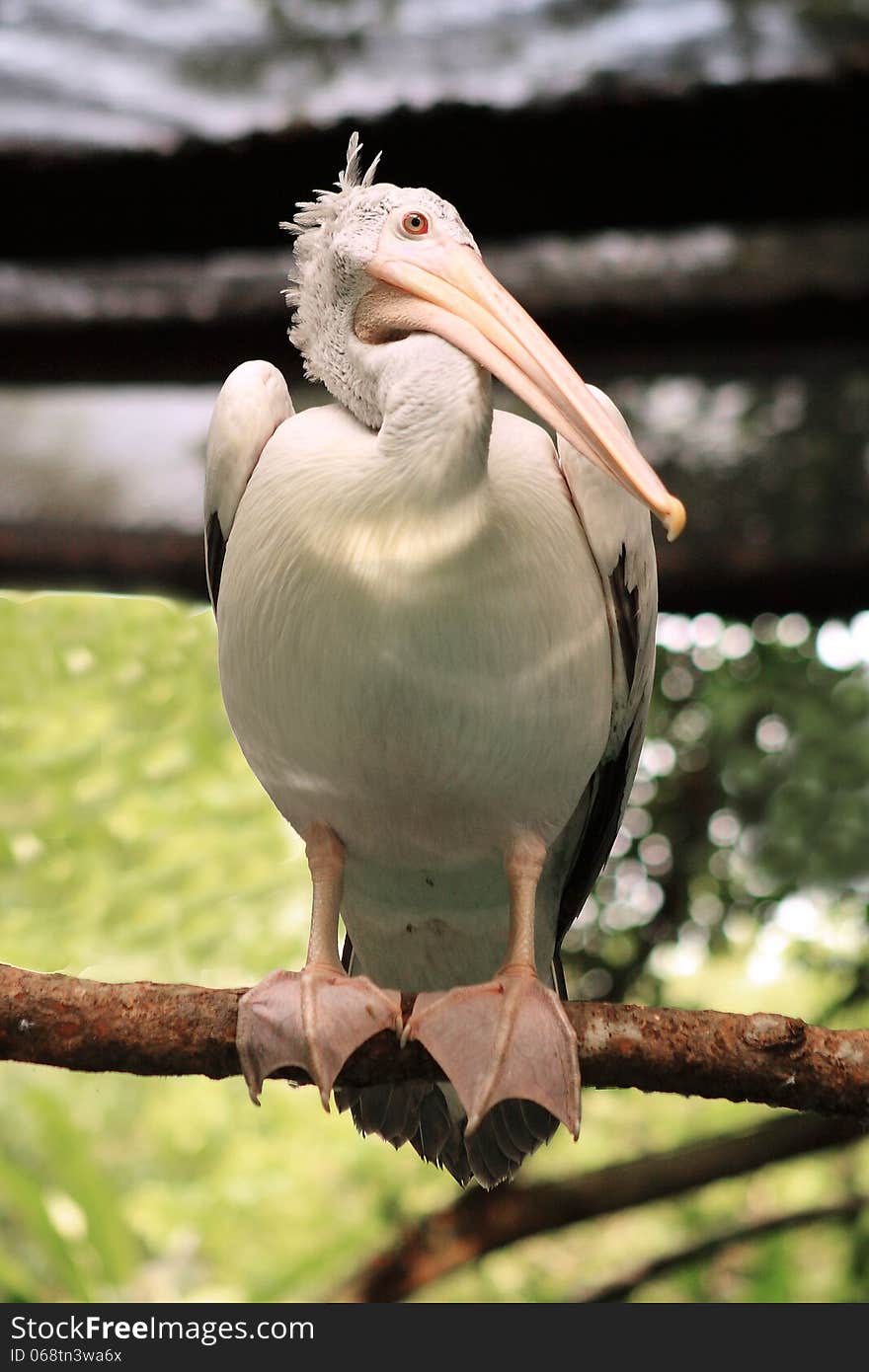 Pelican at the Singapore Zoo