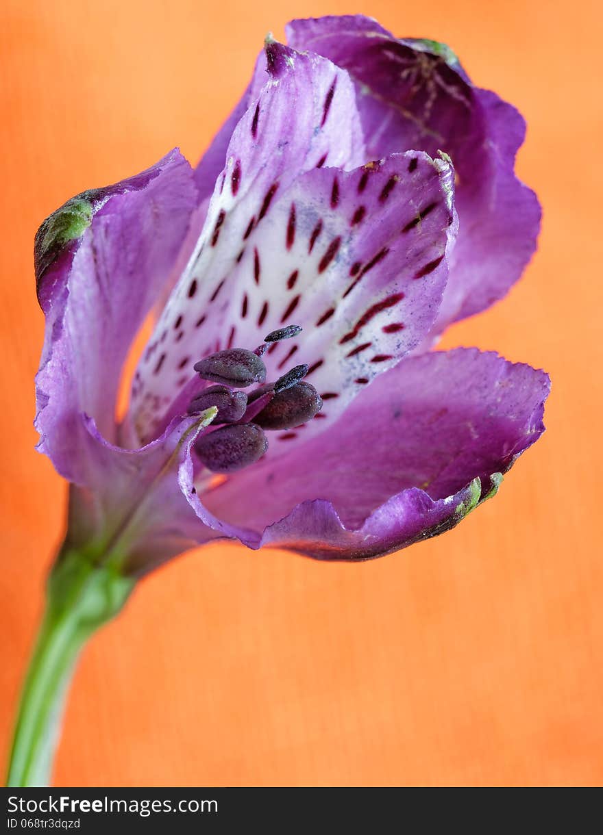 Close up of Iris flower