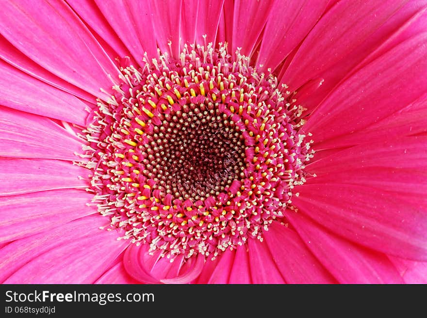 Close up of pink gerber flower