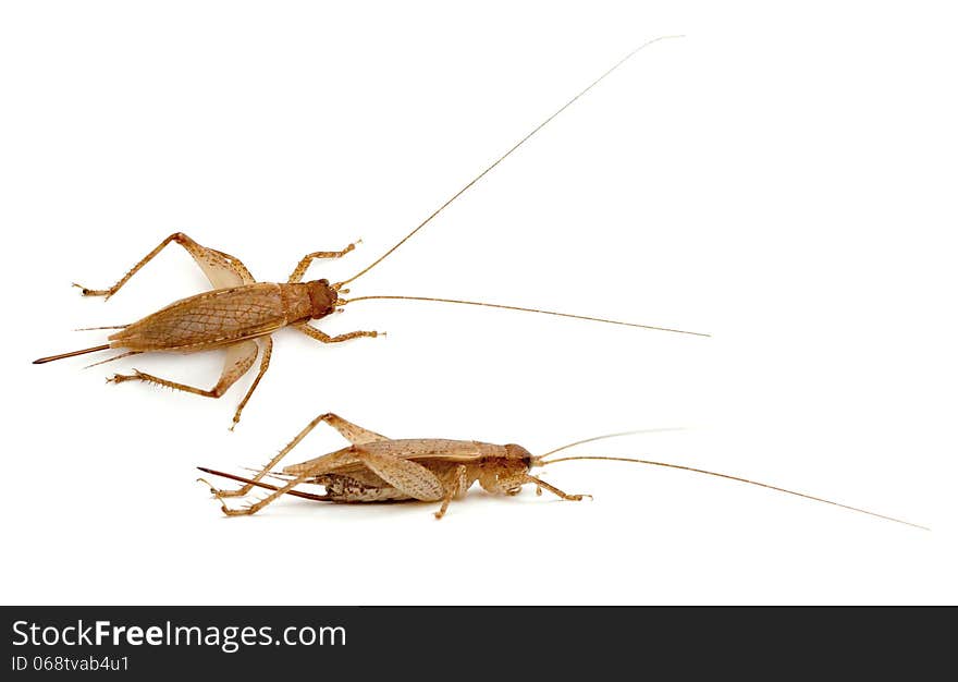 Jumping Bush Cricket (Orocharis saltator) on a white background