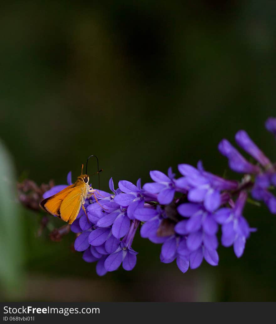 Delaware Skipper Butterfly (Anatrytone logan) on Downy Lobelia (Lobelia puberula)