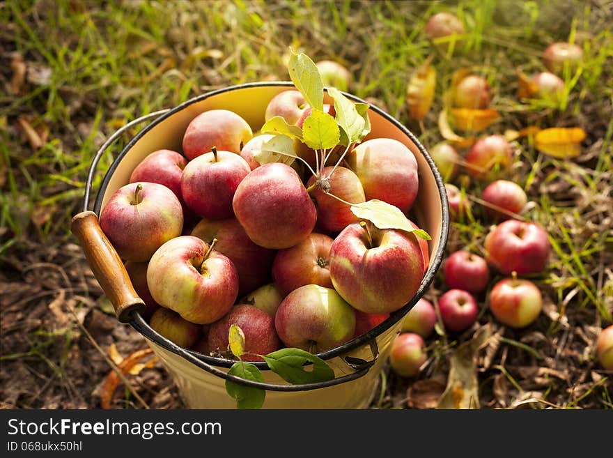 fresh red apple-organic fruit