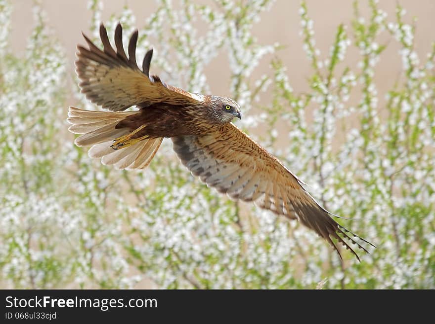 Western Marsh-harrier flying over blooming tree. Western Marsh-harrier flying over blooming tree.