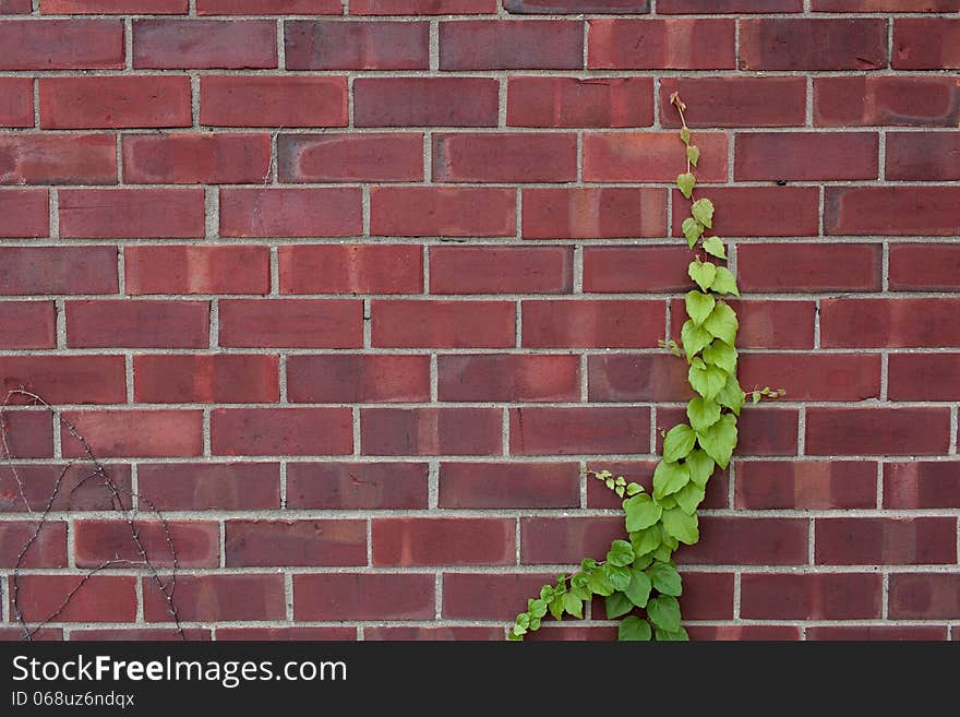 Brown brick wall with plants