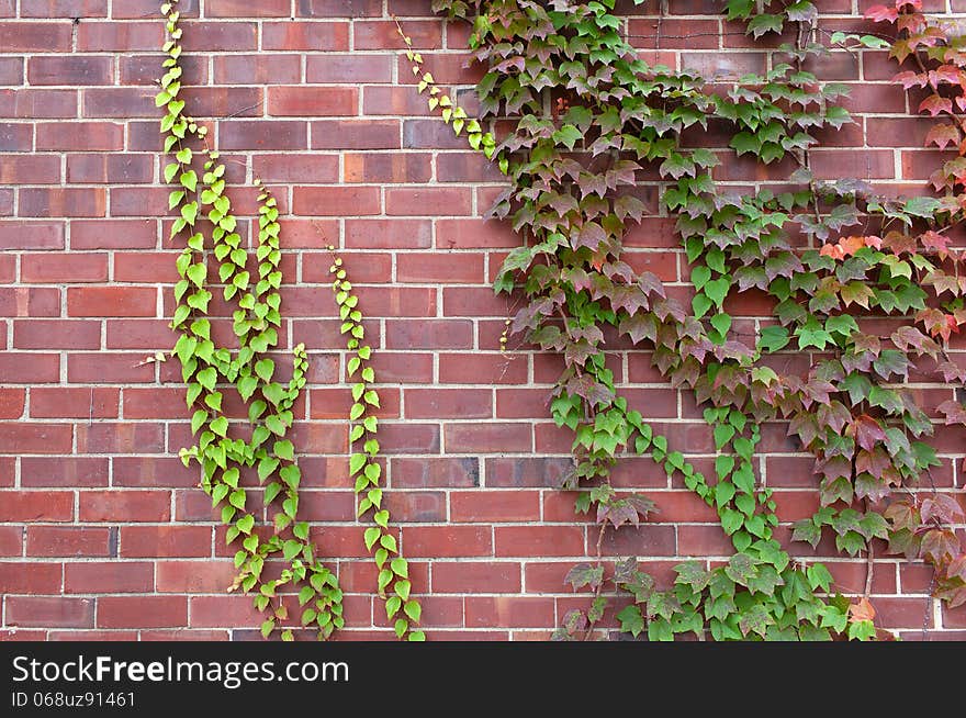 Brown brick wall with plants