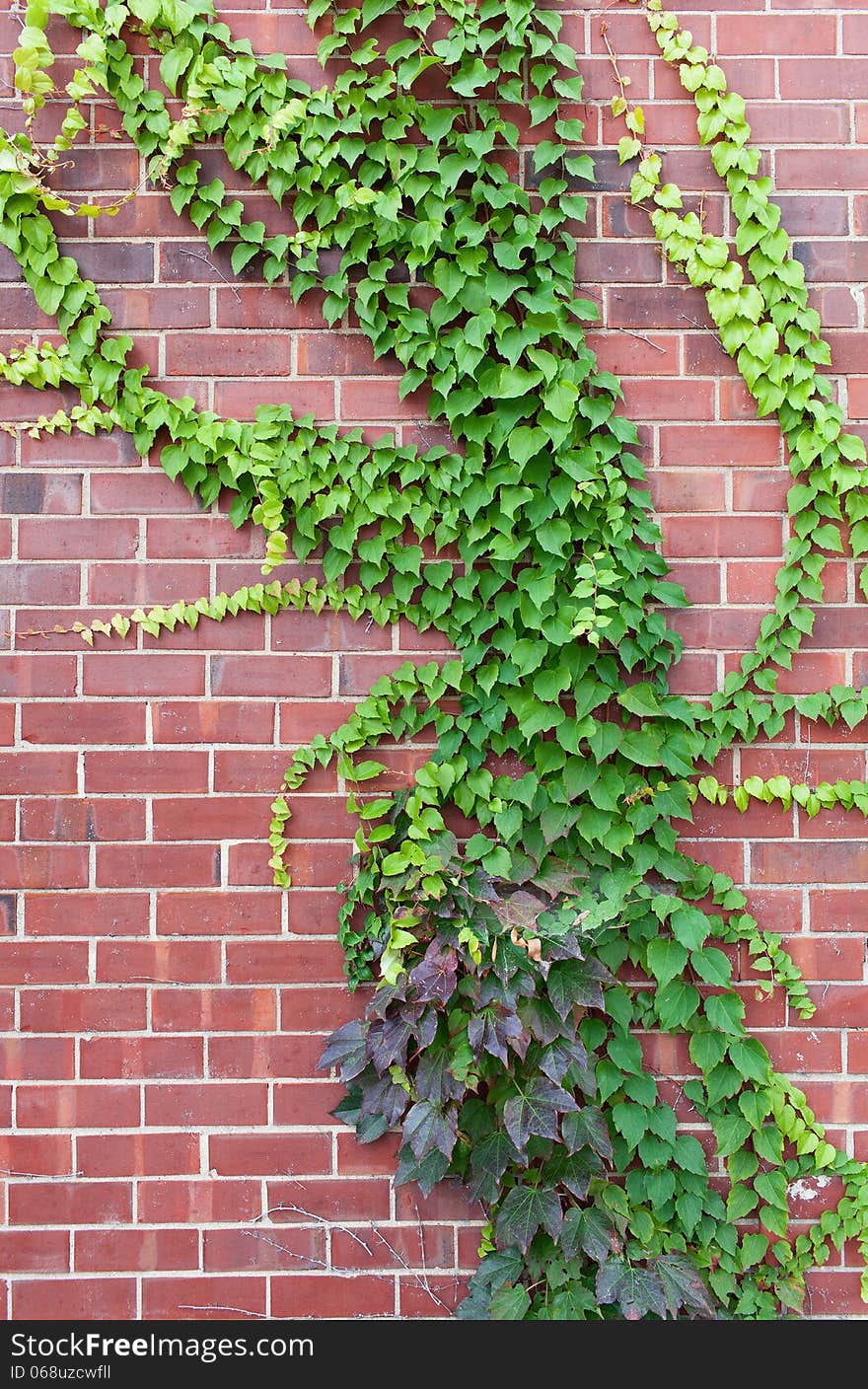 Brown brick wall with plants