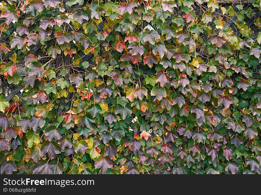 Grape leaves in autumn