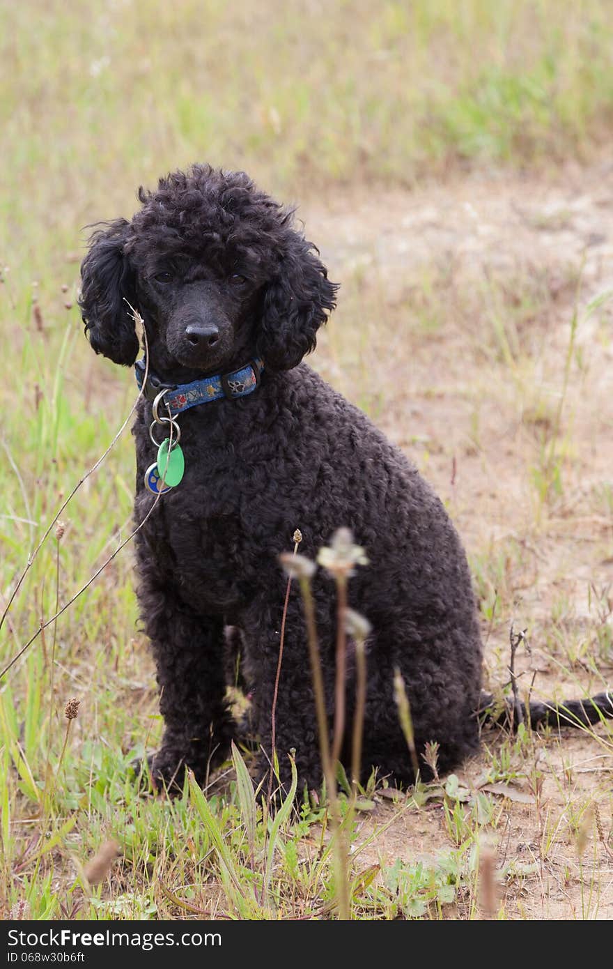 Black toy poodle