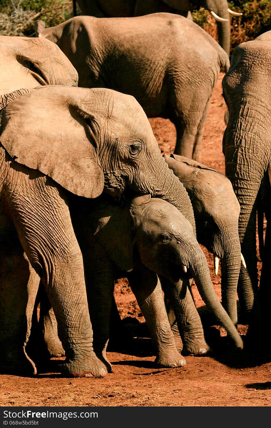 Family group of elephants showing mothers guiding babies in the red dust near a watering hole in Addo Elephant National park, South Africa. Family group of elephants showing mothers guiding babies in the red dust near a watering hole in Addo Elephant National park, South Africa.