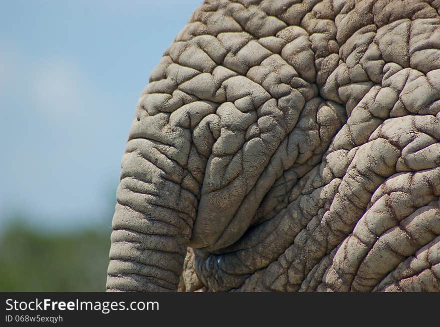 Wrinkled elephant hide close up