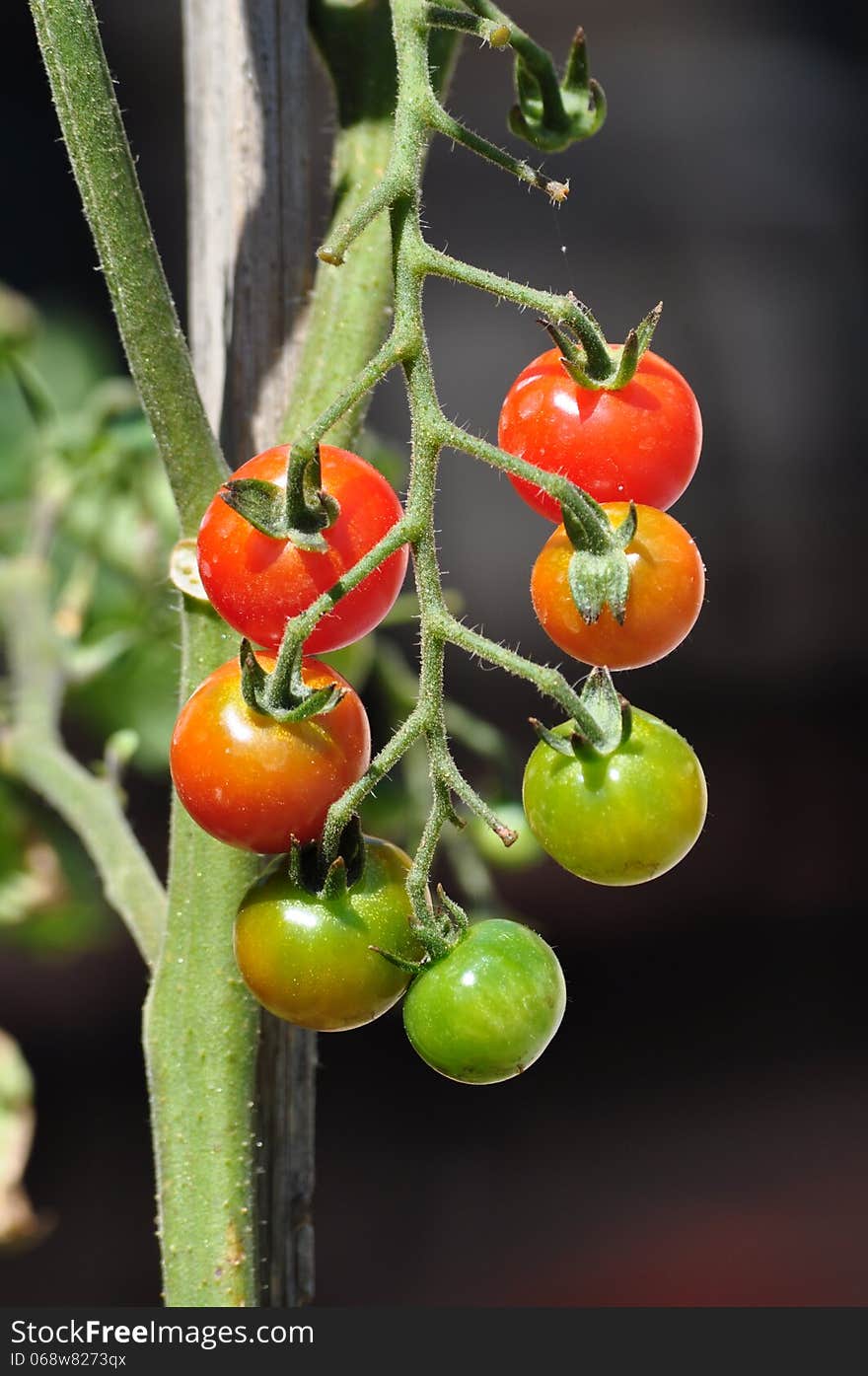 Cherry Tomatos On The Plant