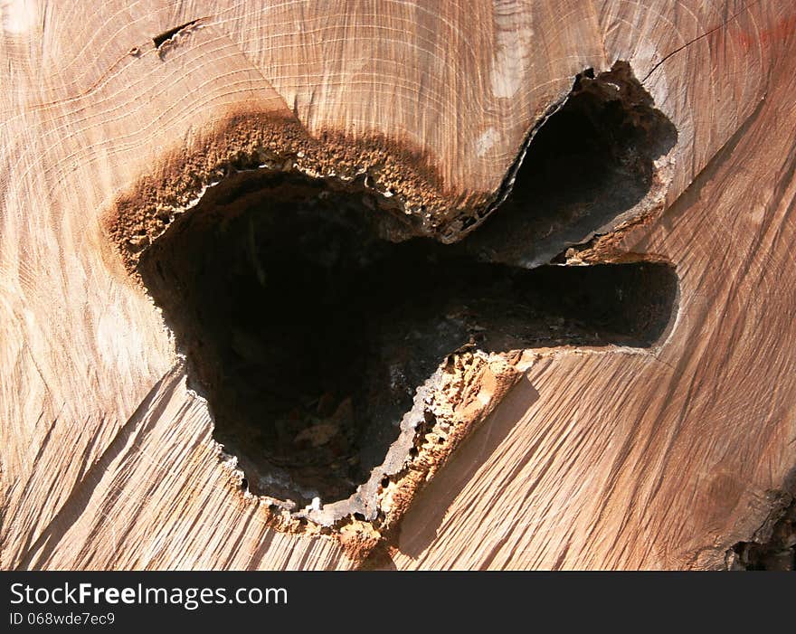 Fresh cut of the teak tree trunk