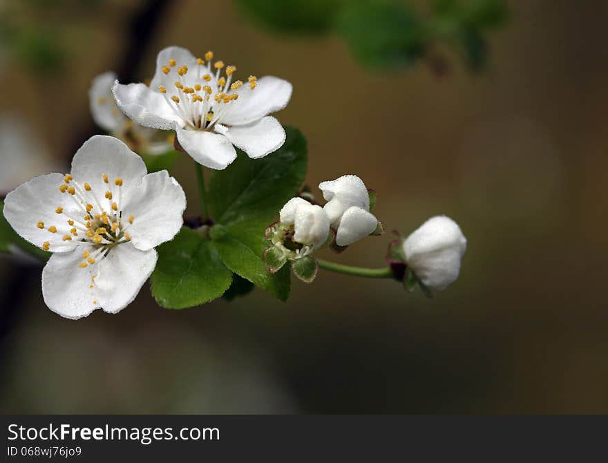 Blooming twig