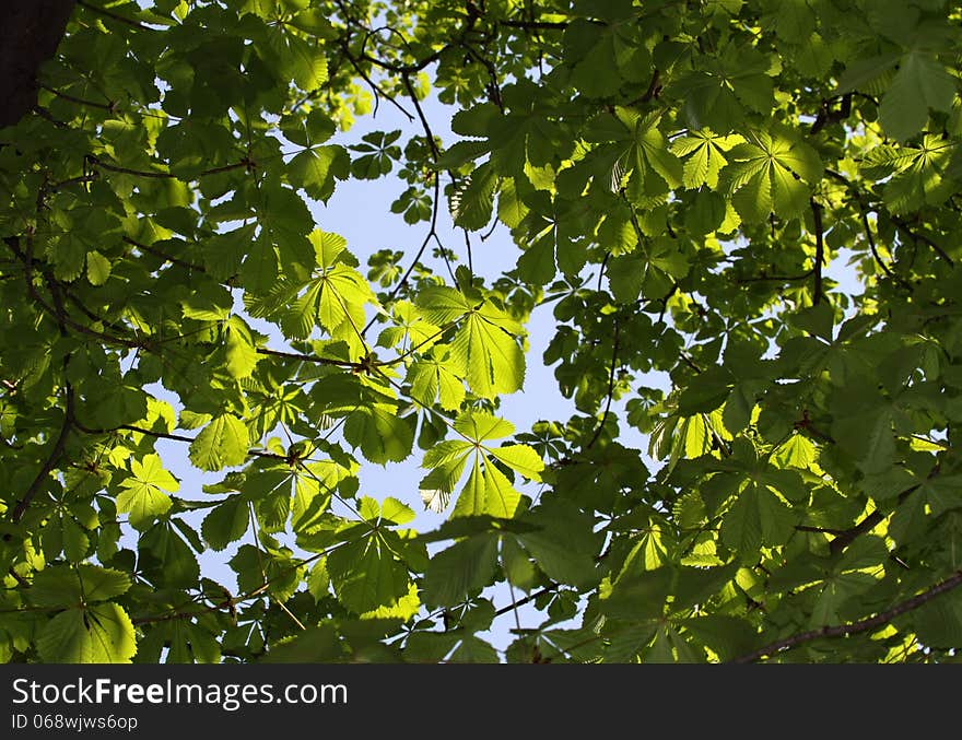 Green Leaves