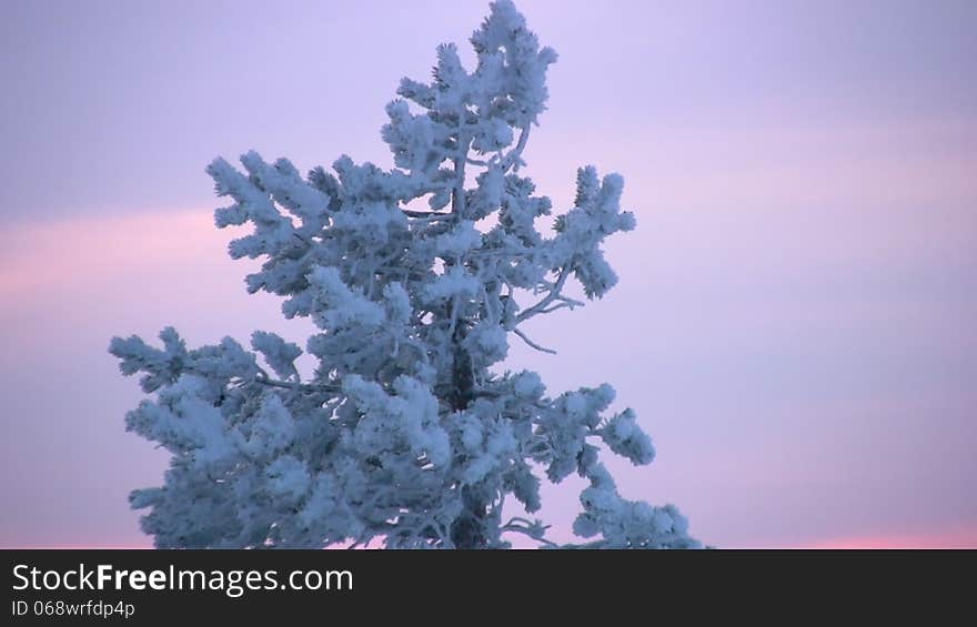 Lonely pine at top of a mountain