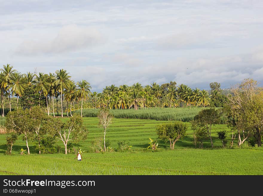 A farm full of palm trees