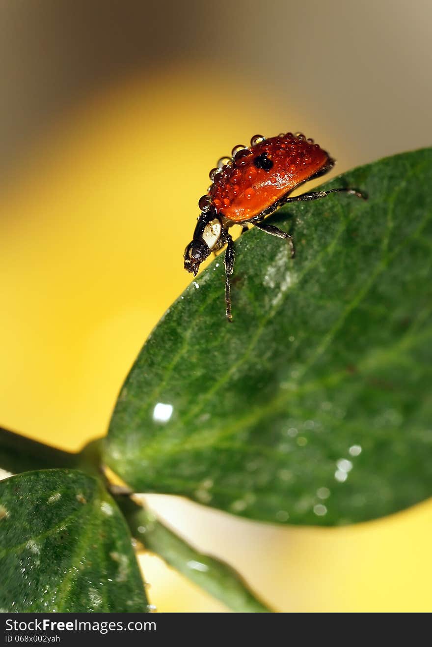 The image of a ladybug sitting on a grass